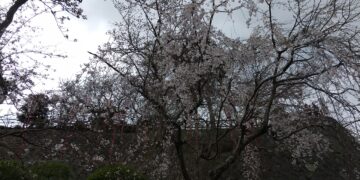 足羽神社：枝垂桜