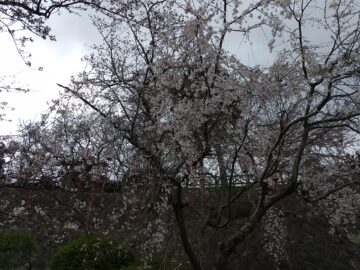 足羽神社：枝垂桜